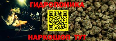 прущие грибы Абакан